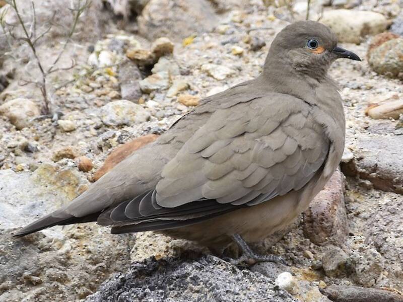 Black-winged Ground Dove, 照片 3