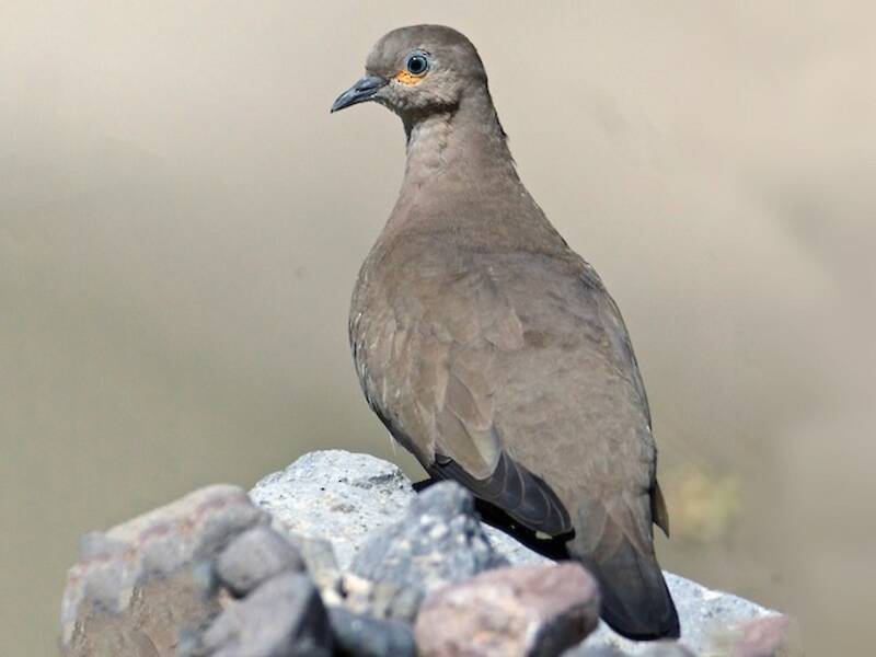 Black-winged Ground Dove, 照片 4