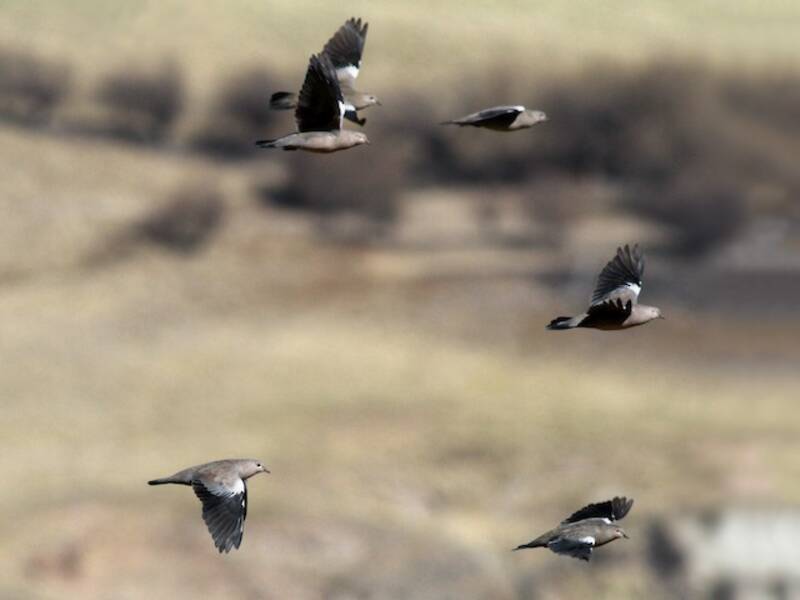 Black-winged Ground Dove