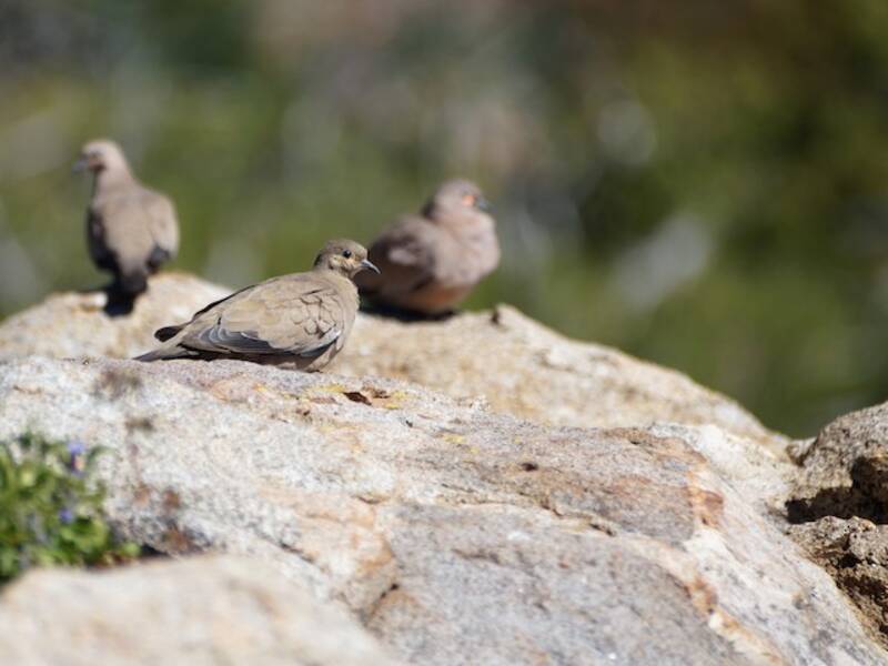 Black-winged Ground Dove, 照片 2