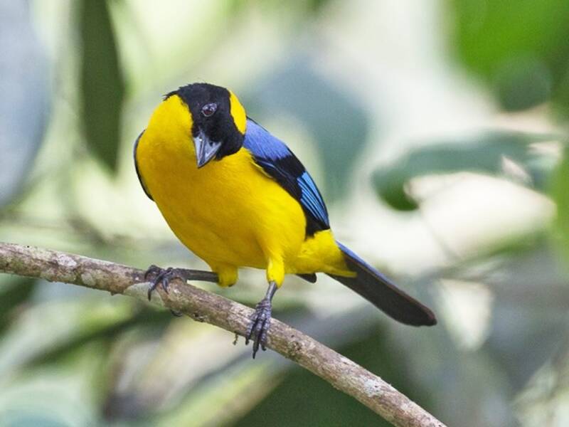 Tangara Serrana Aliazul