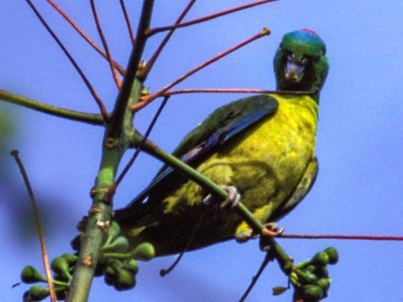 Blue-winged Racquet-tail