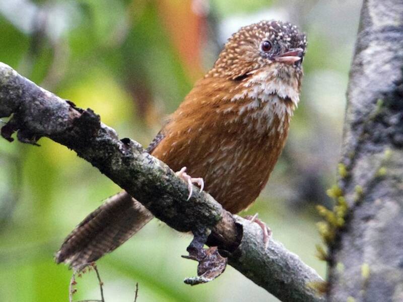 Bar-winged Wren-Babbler