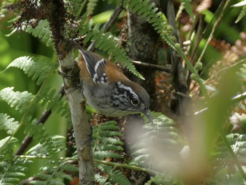 Troglodyte aliblanche, Photos 4