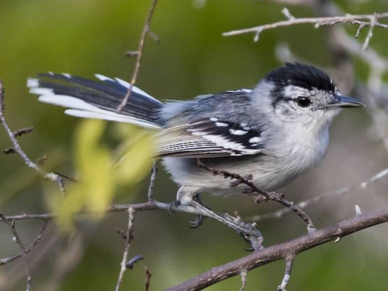 Caatinga Antwren (Radinopsyche sellowi)