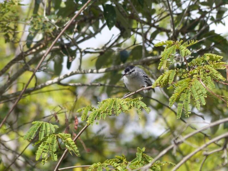 Formichiere nano della Caatinga, Foto 3