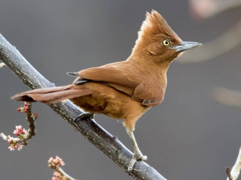 Caatinga-Cacholote