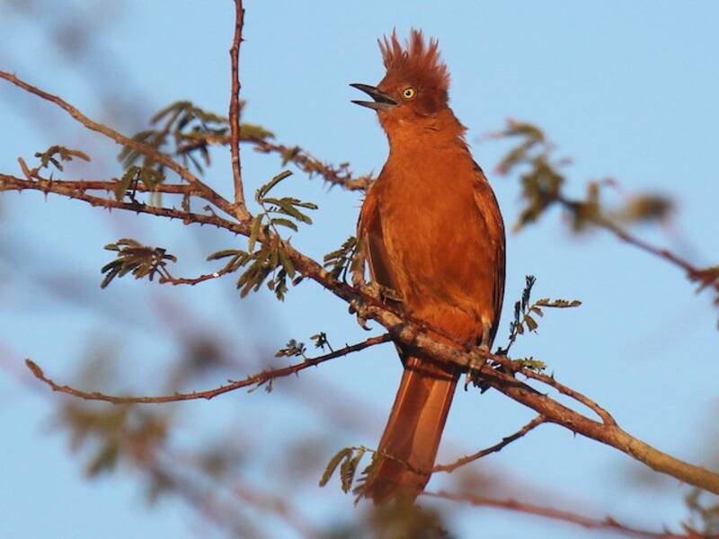 Caatinga-Cacholote, Fotos 3