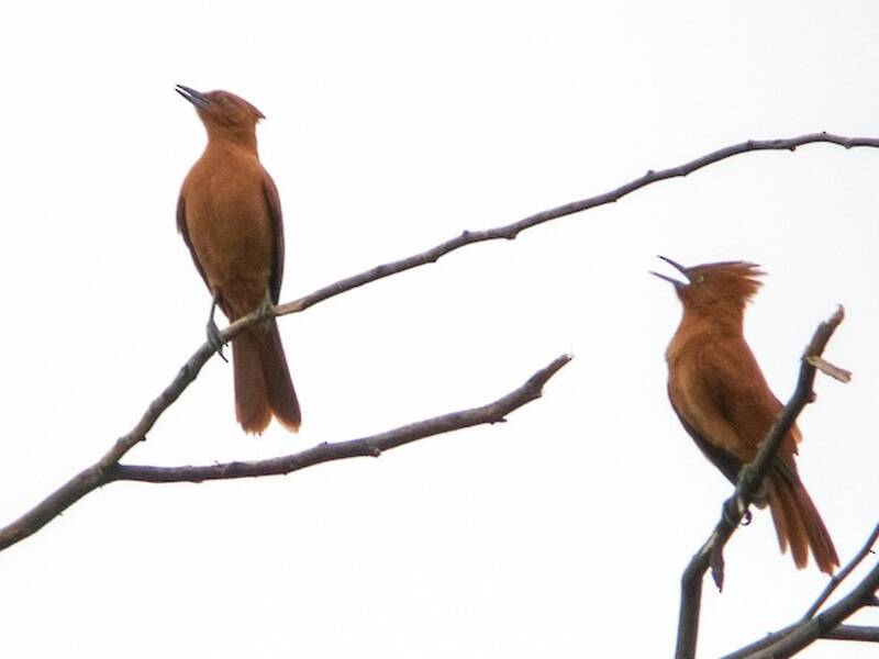 Caatinga-Cacholote, Fotos 2
