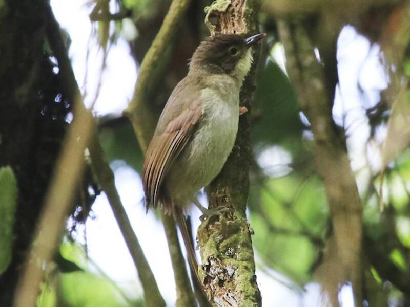 Bulbul verde di Cabanis