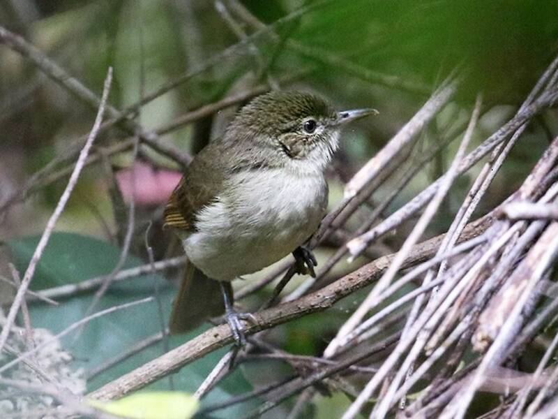 Bulbul verde di Cabanis, Foto 3