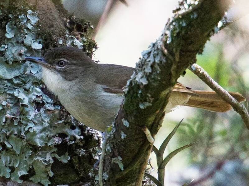 Bulbul verde di Cabanis, Foto 4