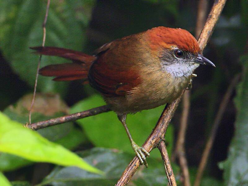 Cabanis's Spinetail, Photos 2