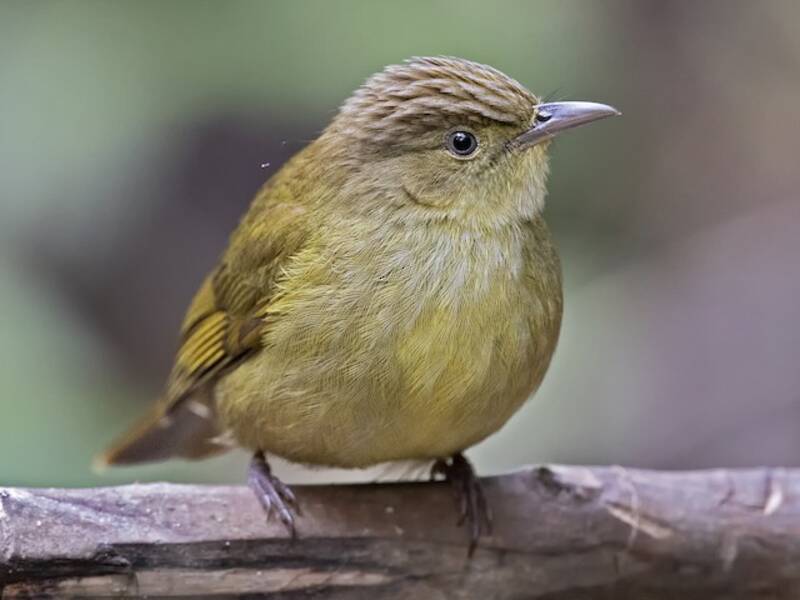 Bulbul noir, Photos 3