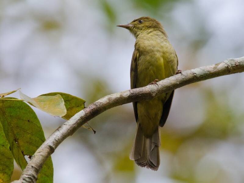 Bulbul noir, Photos 2