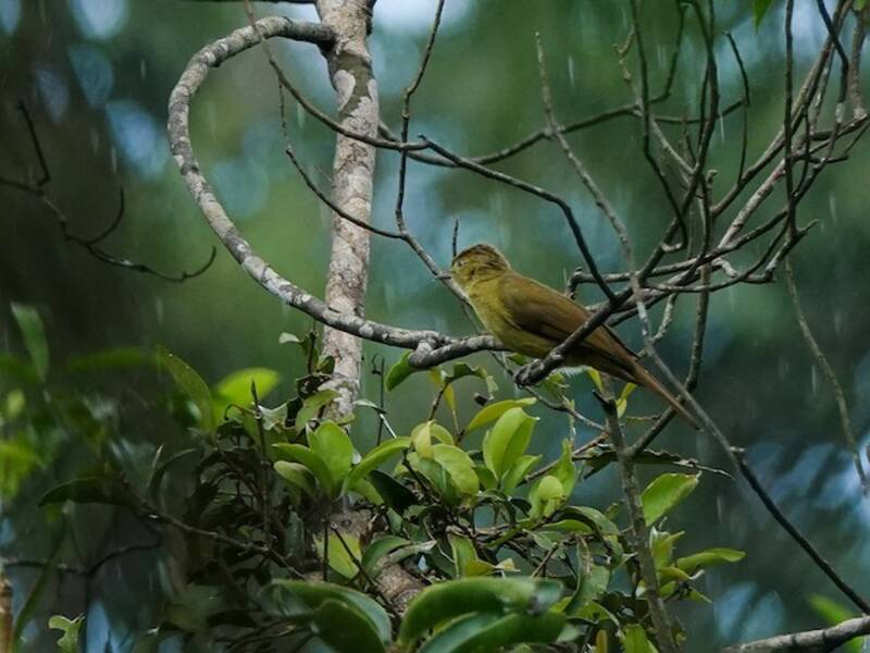 Bulbul noir, Photos 4