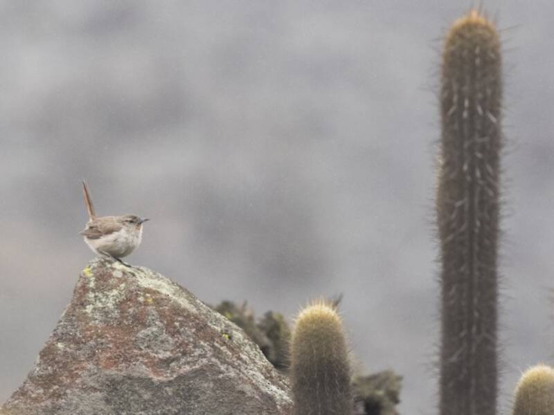 Canastero del cactus, Foto 2