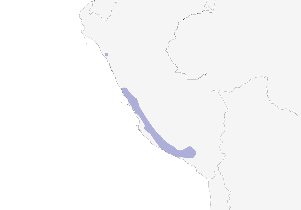Canastero del cactus, Distribuzione 1