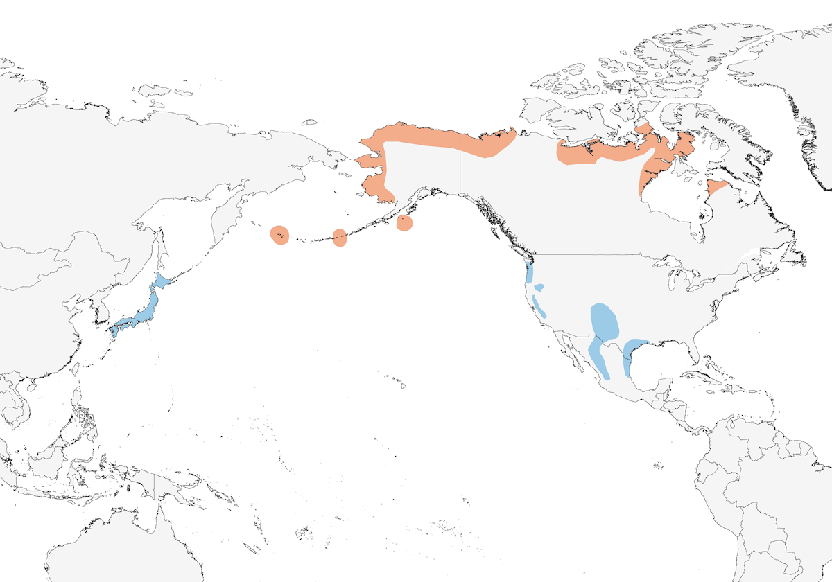 Oca di Hutchins, Distribuzione 1