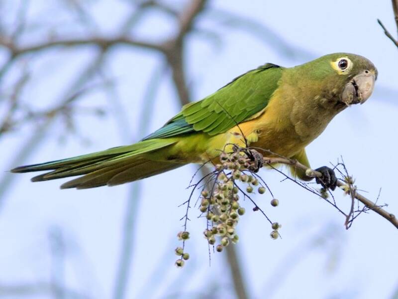 Cactus Parakeet, Photos 3
