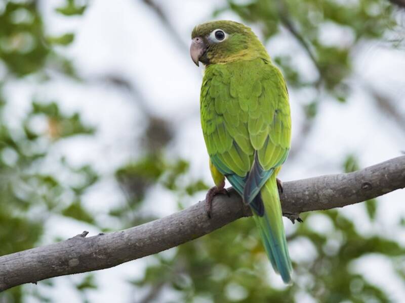 Cactus Parakeet, Photos 2