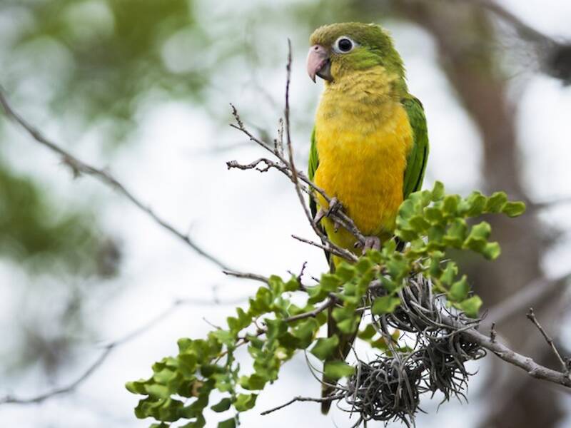 Conure des cactus