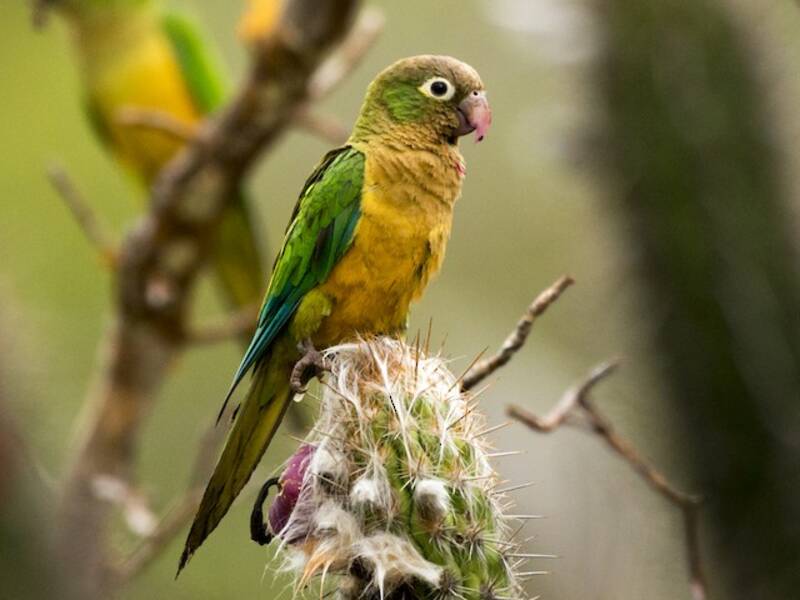 Cactus Parakeet, Photos 4