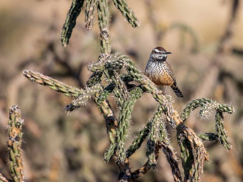 Cactus Wren (Campylorhynchus brunneicapillus)