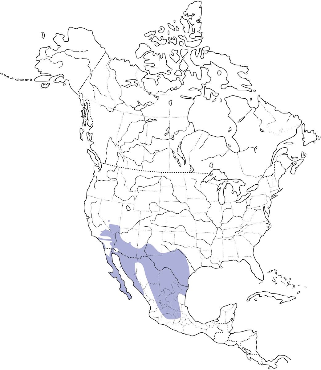 Scricciolo dei cactus, Distribuzione 1