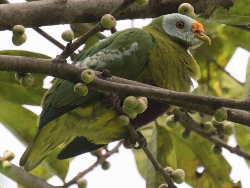 Carunculated Fruit-Dove, Photos 4