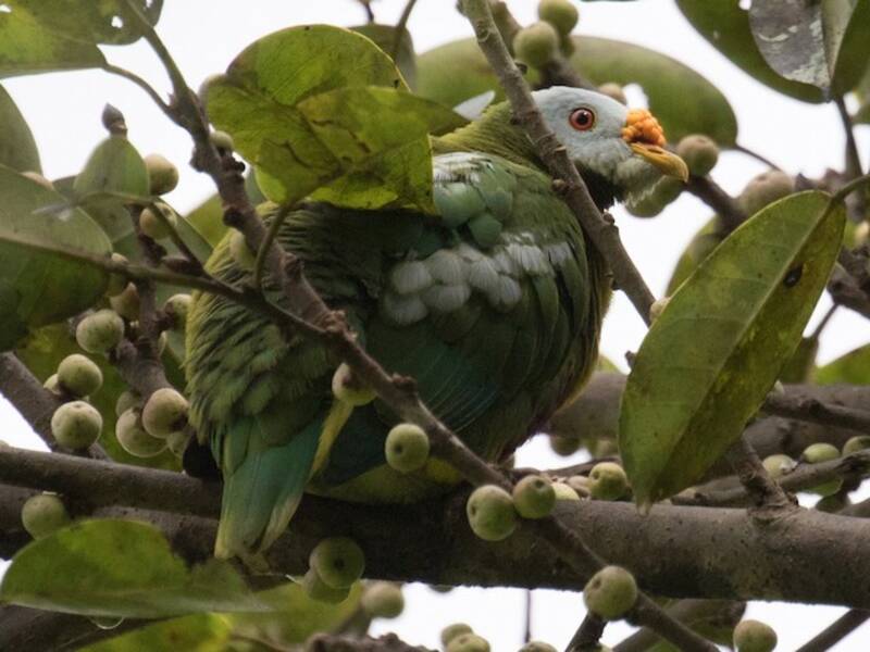 Carunculated Fruit-Dove, Photos 2