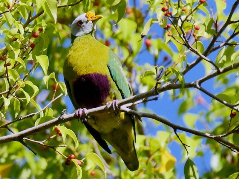 Carunculated Fruit-Dove, Photos 3