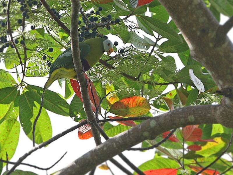 Carunculated Fruit-Dove