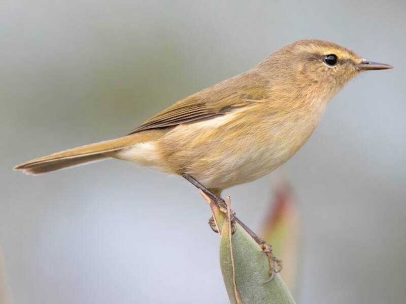 Canary Islands Chiffchaff, 照片 3