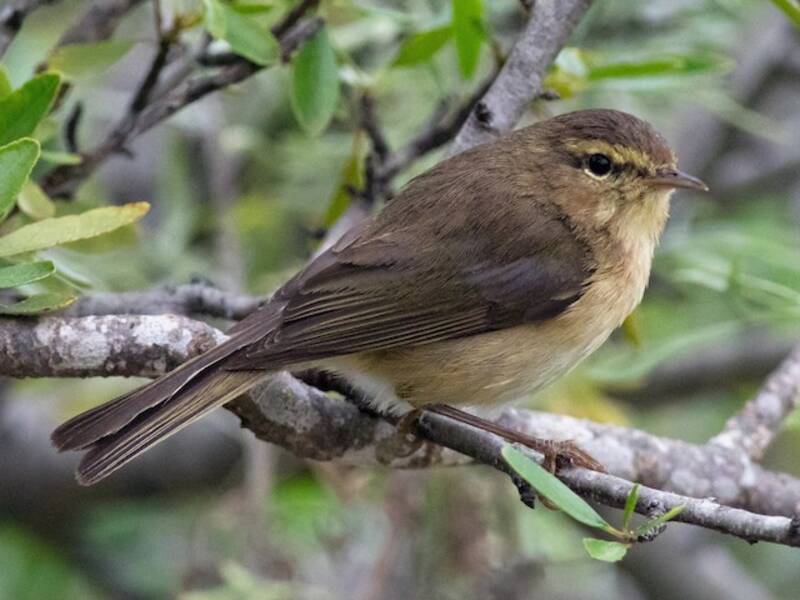 Canary Islands Chiffchaff, 照片 2