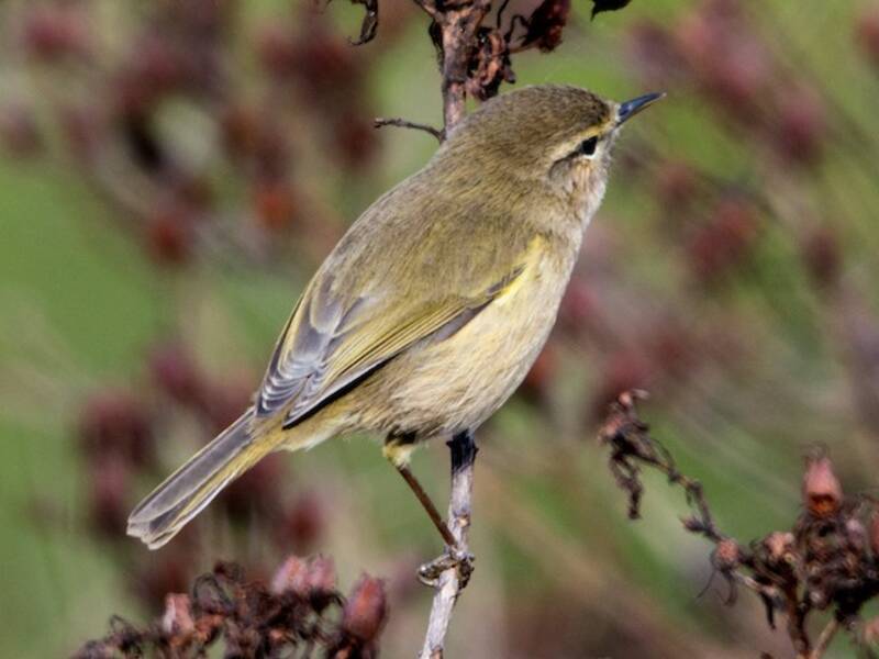 Canary Islands Chiffchaff