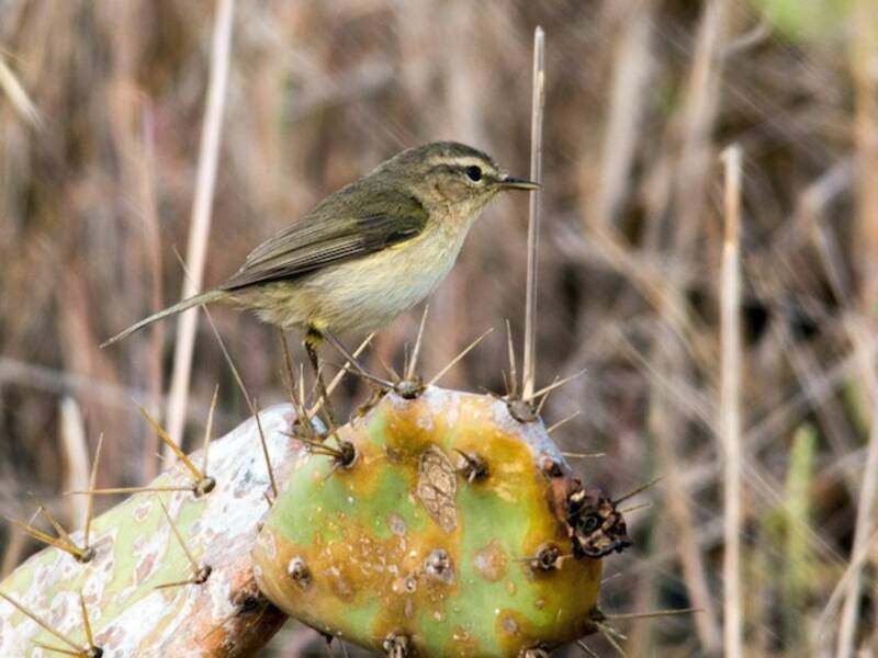 Canary Islands Chiffchaff, 照片 4