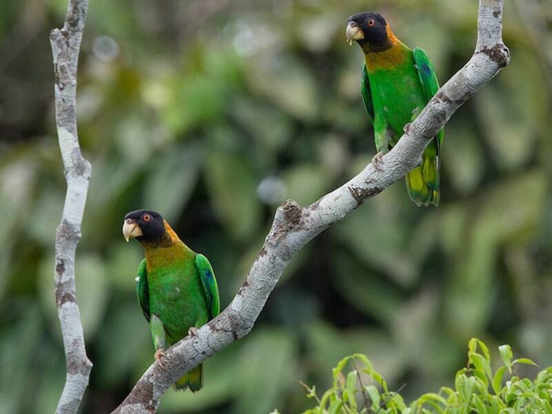 Caica Parrot