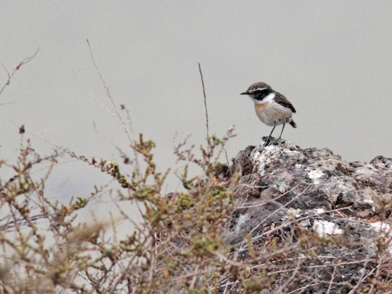 Saltimpalo di Fuerteventura, Foto 4