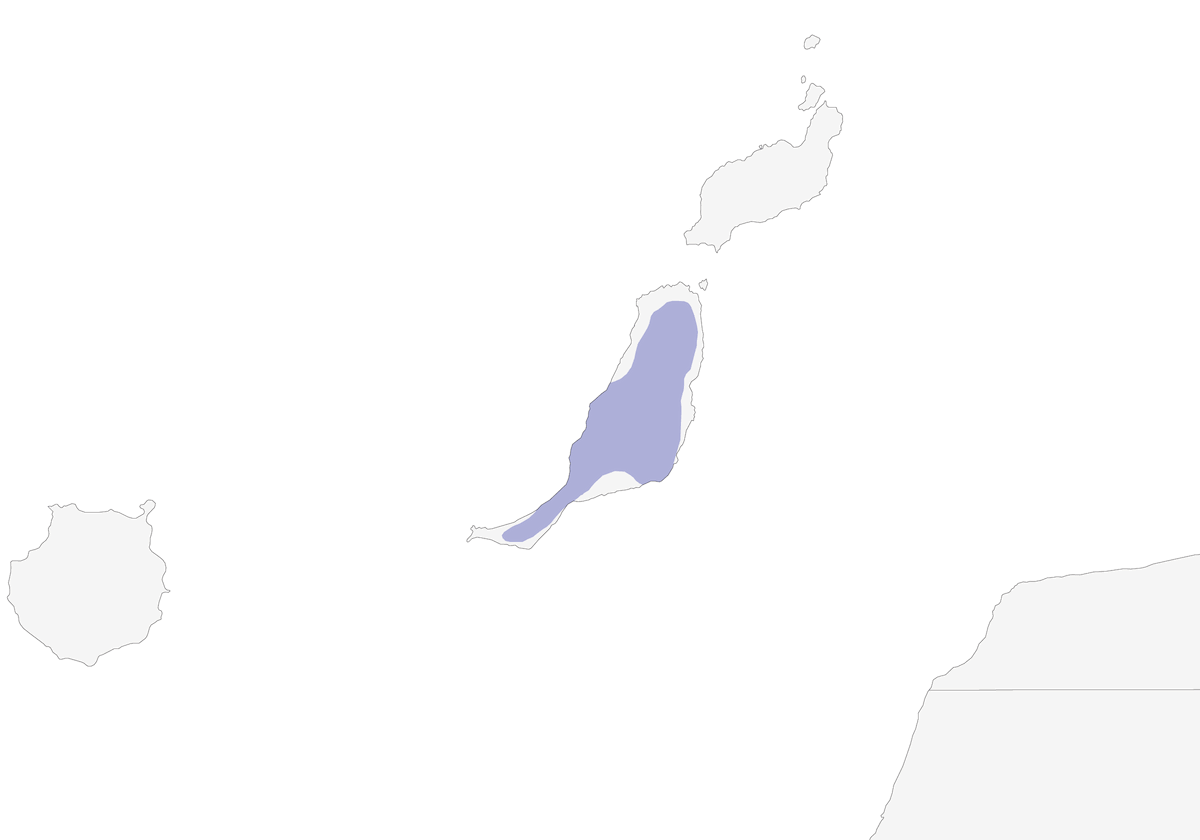 Saltimpalo di Fuerteventura, Distribuzione 1