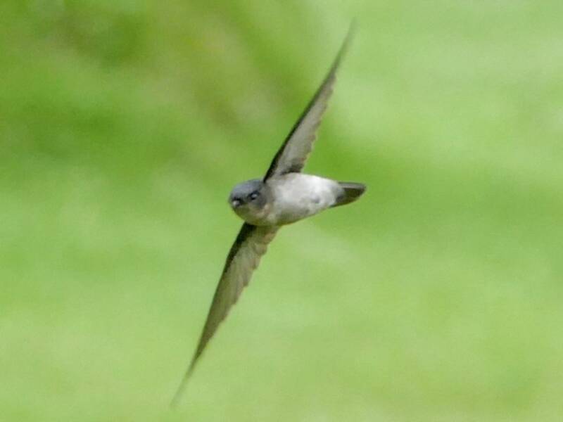 Caroline Islands Swiftlet, Photos 4