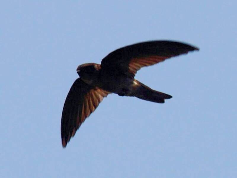 Caroline Islands Swiftlet