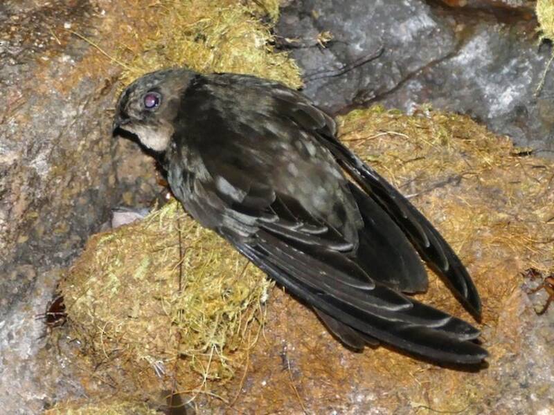 Caroline Islands Swiftlet, Photos 2