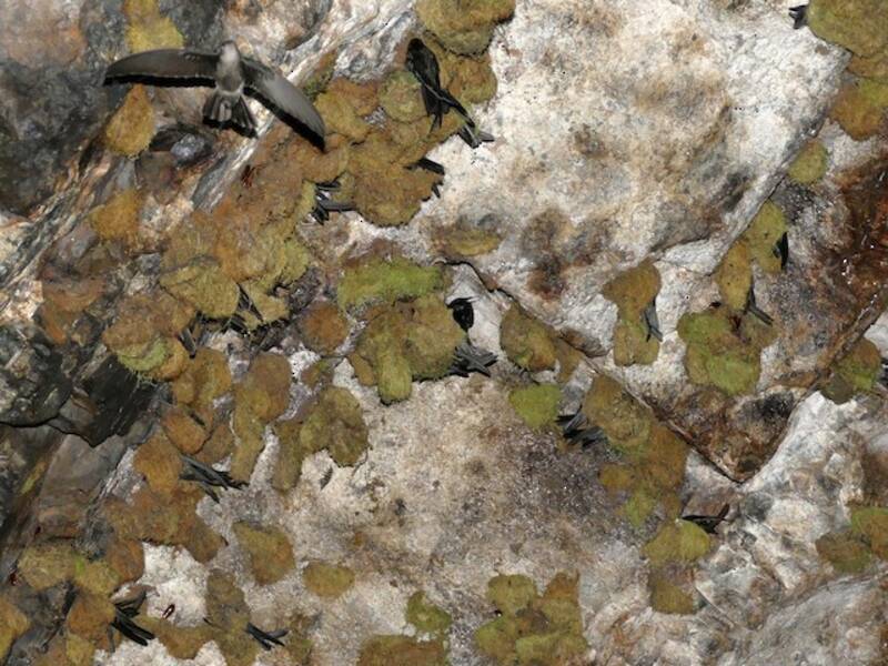 Caroline Islands Swiftlet, Photos 3