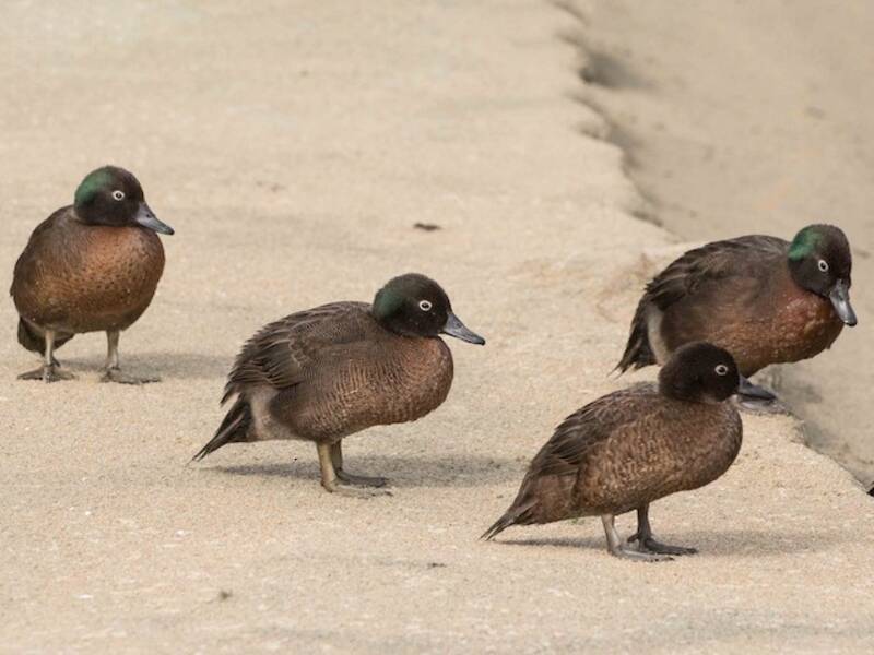Campbell Islands Teal, 照片 2
