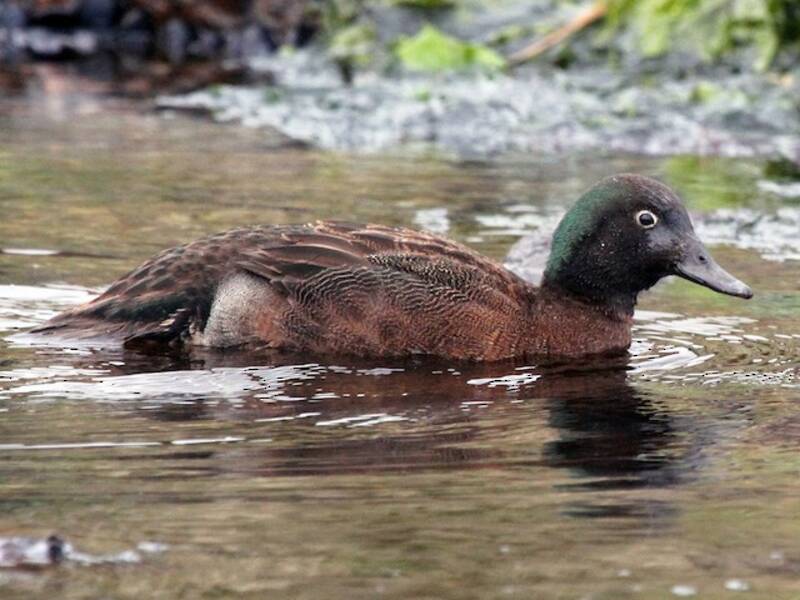 Campbell Islands Teal, 照片 4