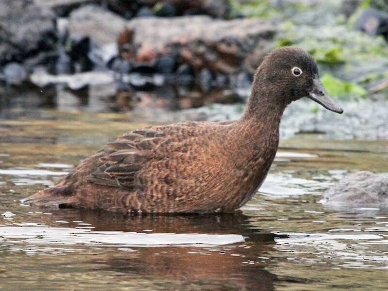 Campbell Islands Teal, 照片 3