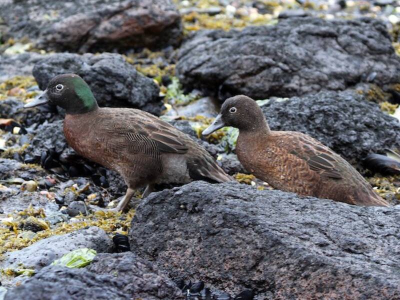Campbell Islands Teal