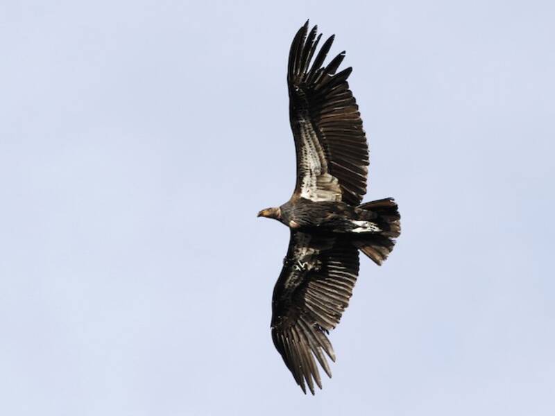 Condor de Californie, Photos 4