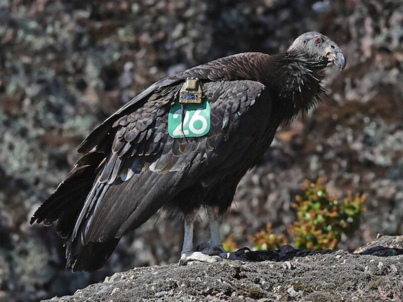 Condor de Californie, Photos 2